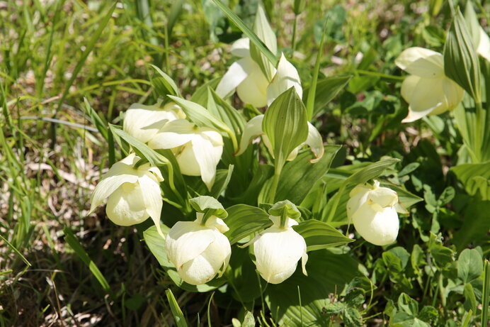 礼文島だけに咲く「レブンアツモリソウ」。絶滅の危機を乗り越えて