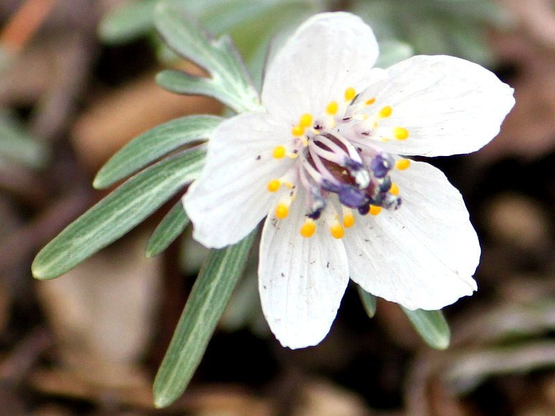 セツブンソウ | Eranthis pinnatifida | かぎけん花図鑑