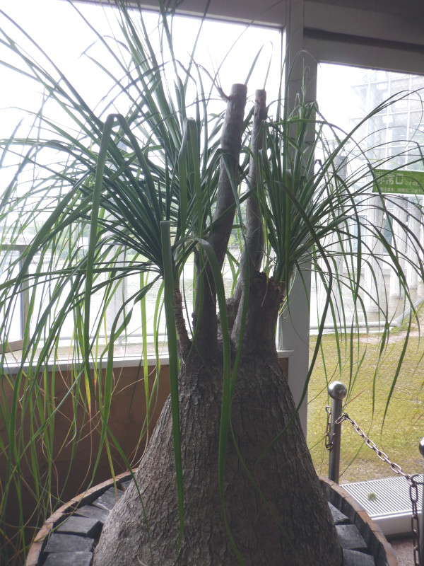 Beaucarnea recurvata | Beaucarnea recurvata | Flower Database