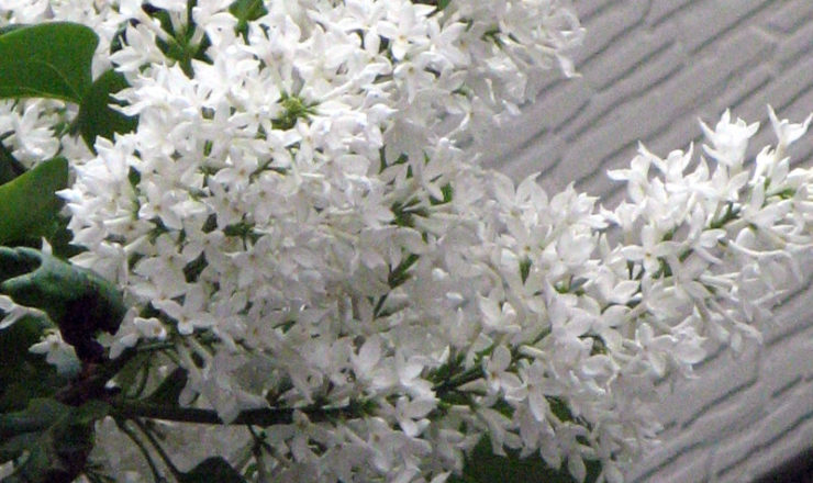 6151_white-lilac_large-740x440.jpg