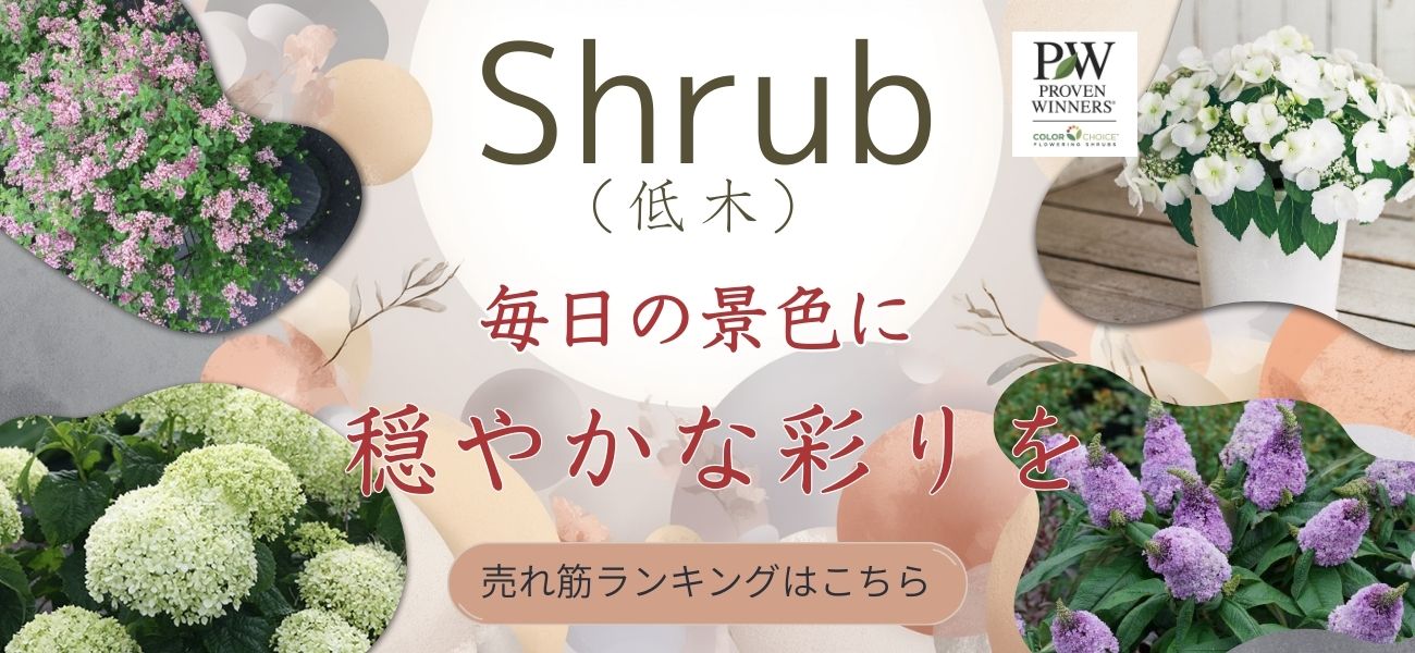 PW公式オンラインストア / TOPページ