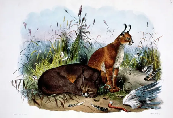 SuperStock Print of the Caracal (Felis caracal), 1883. Art Prints