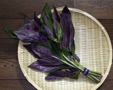 金時草】について | 知らないと勿体無いっ！【 食 】という本当の価値とは