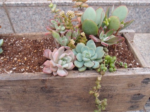 大きな木箱に寄せ植え☆ | Ψ ほぼ多肉日記 Ψ
