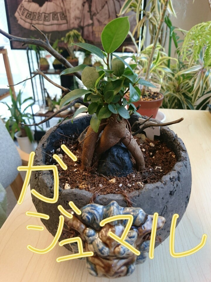店内の植物】ガジュマル(石抱きガジュマル) | 名古屋 もみほぐしプラス