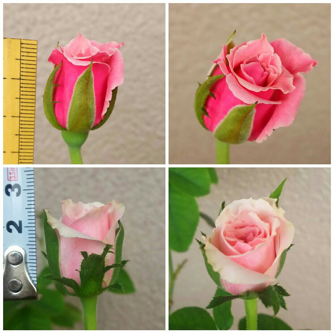 挿し木3年目のバラ | 西向きだってあきらめない♪