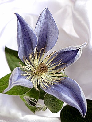 クレマチスのドライフラワー、きれいにできました。 | アメージング