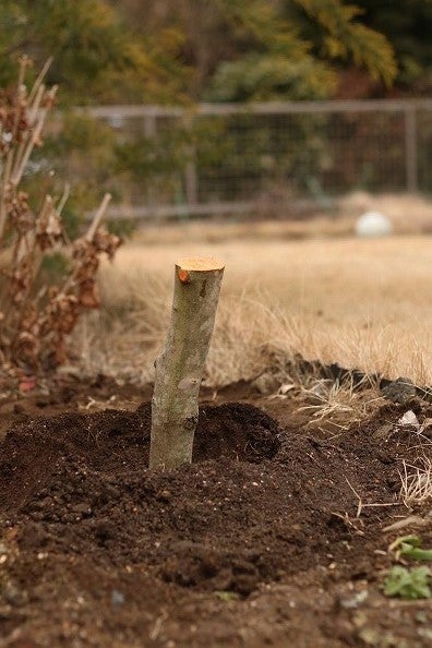 オリーブの剪定枝後日談と太木挿しチャレンジ | ブログ版