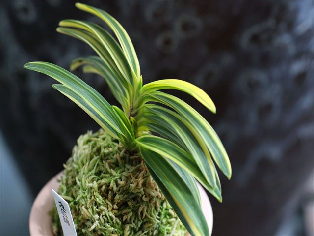 富貴蘭「金広錦」最上柄 価格は4倍買うべきか？ | 都会暮らし富貴蘭と