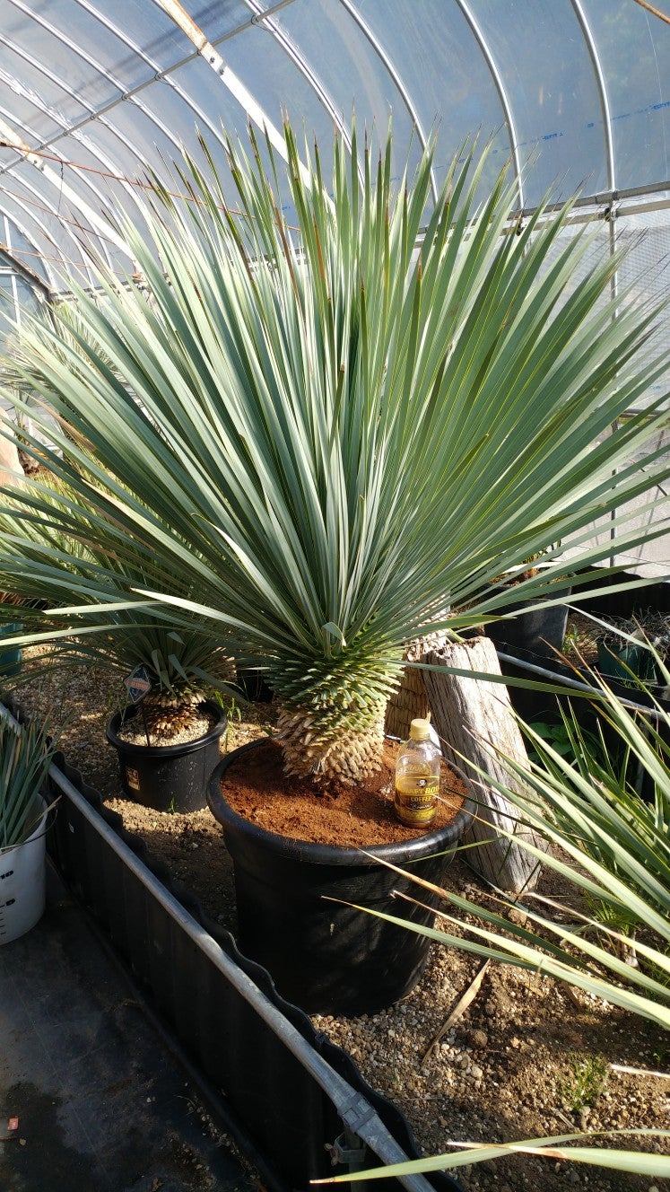 ロストラータについて | 福井市のヤシの木屋 Fukui Palm