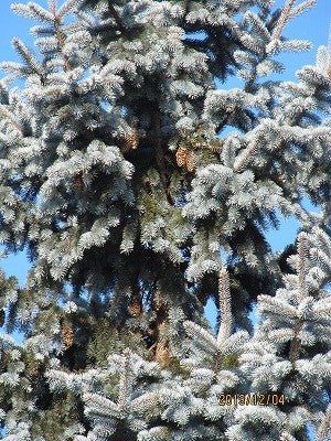 シンボルツリーとしてのプンゲンストウヒ・ホプシー | 山野有情 ～雑草