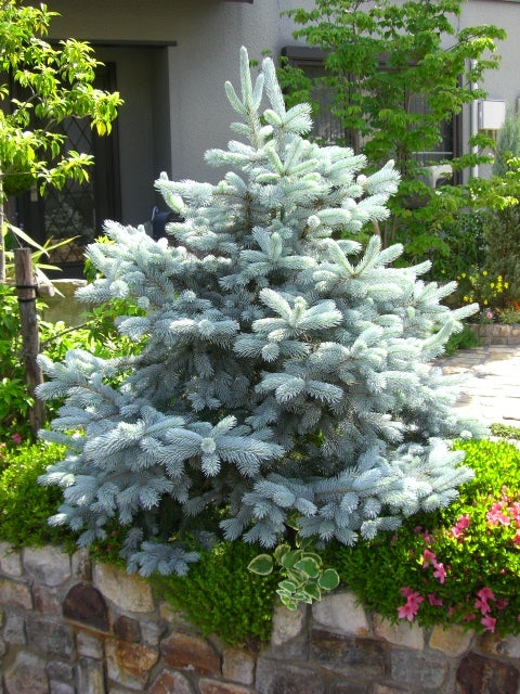 庭のコニファー『ホプシー』我が家のシンボルツリーが輝く季節です