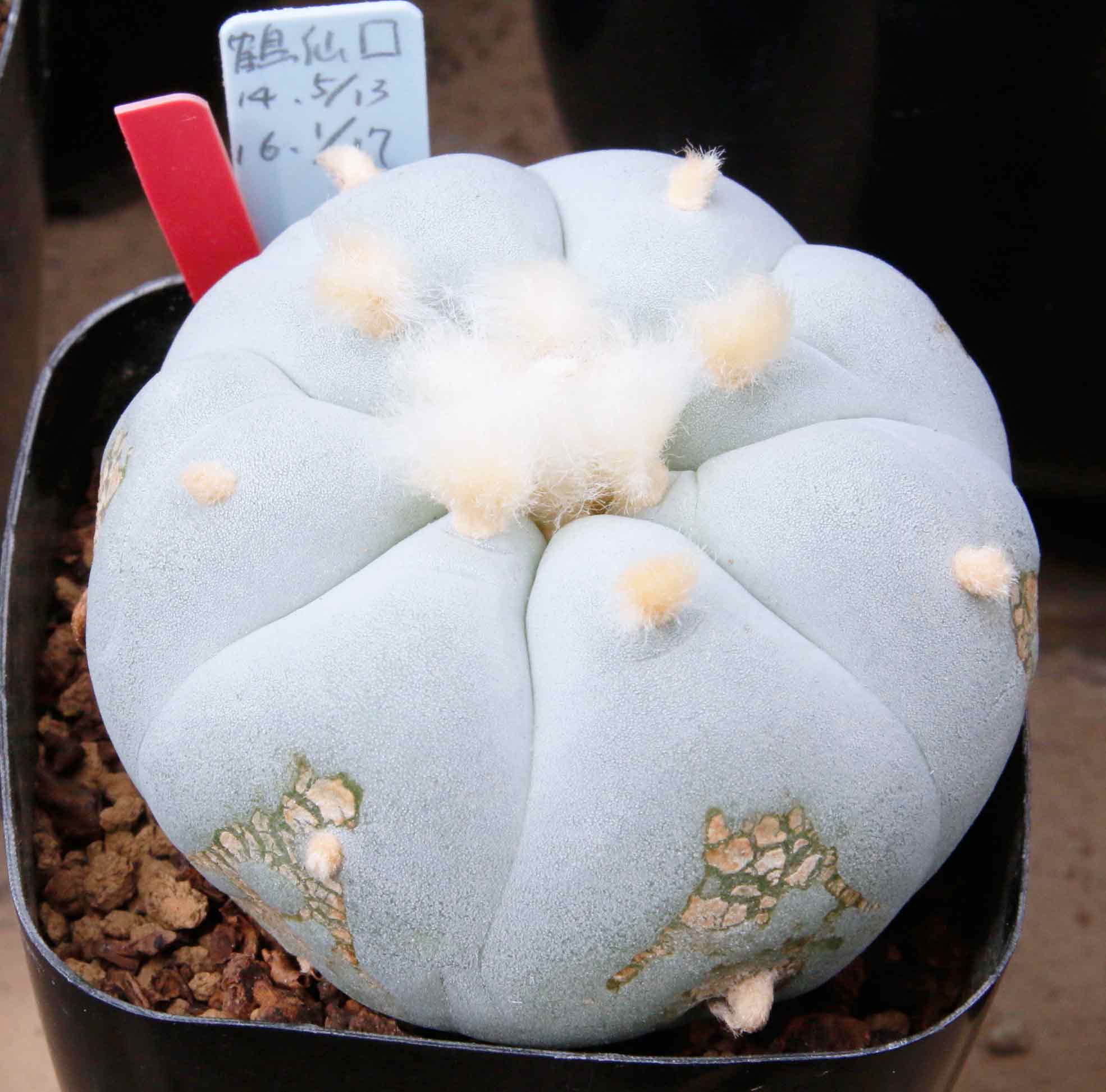 白い銀冠玉、その他！ | ロホホラ専科