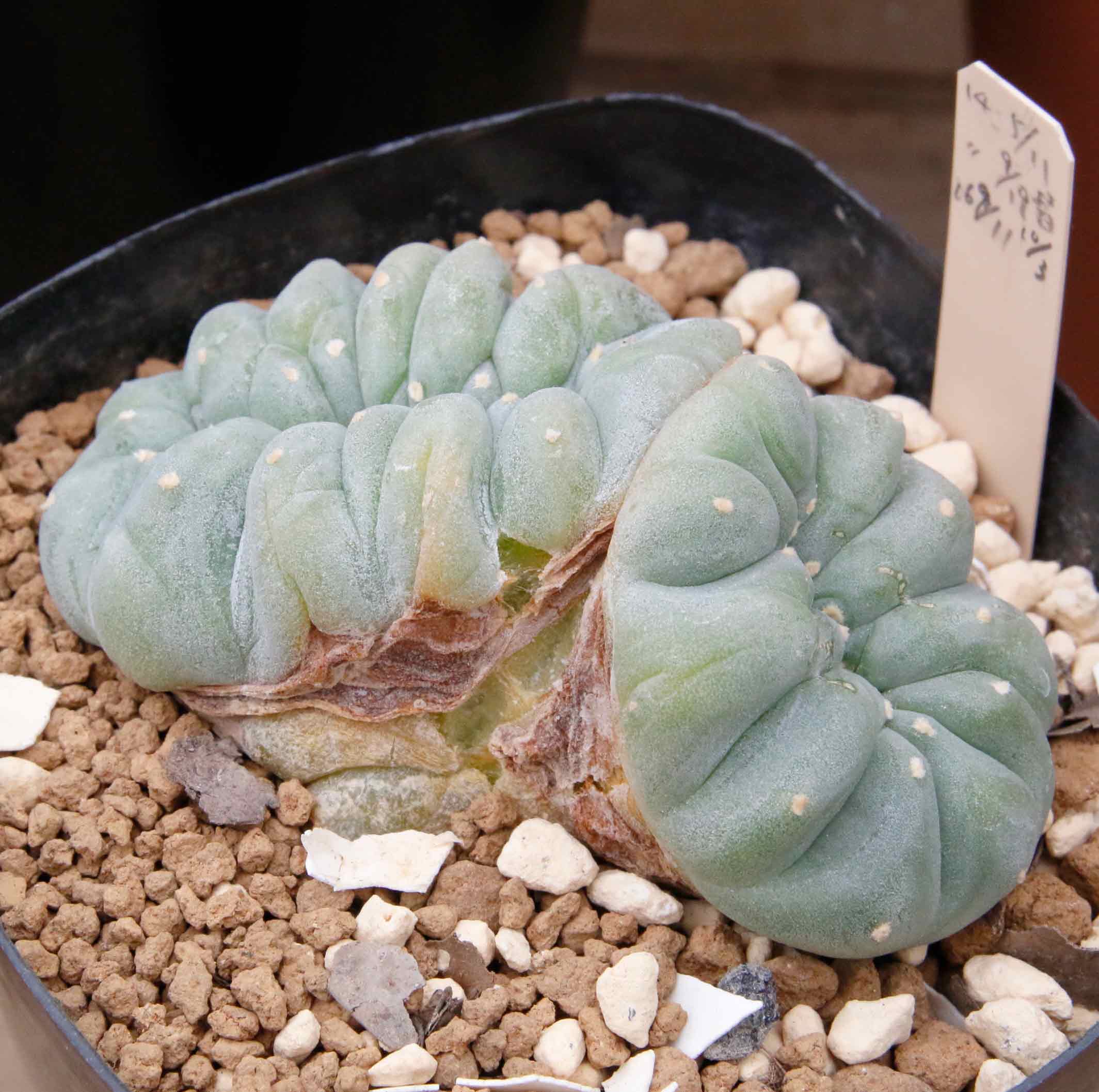 ロフォフォラの様子、疣銀冠玉の綴化、など！ | ロホホラ専科