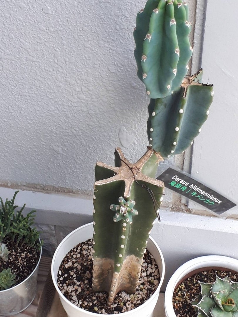 鬼面角(柱サボテン) | ドライガーデン&金魚