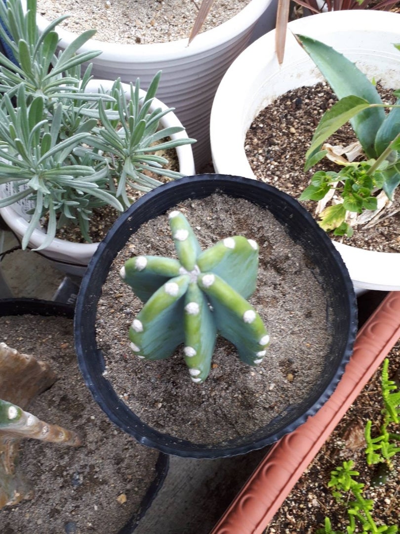 鬼面角(柱サボテン) | ドライガーデン&金魚