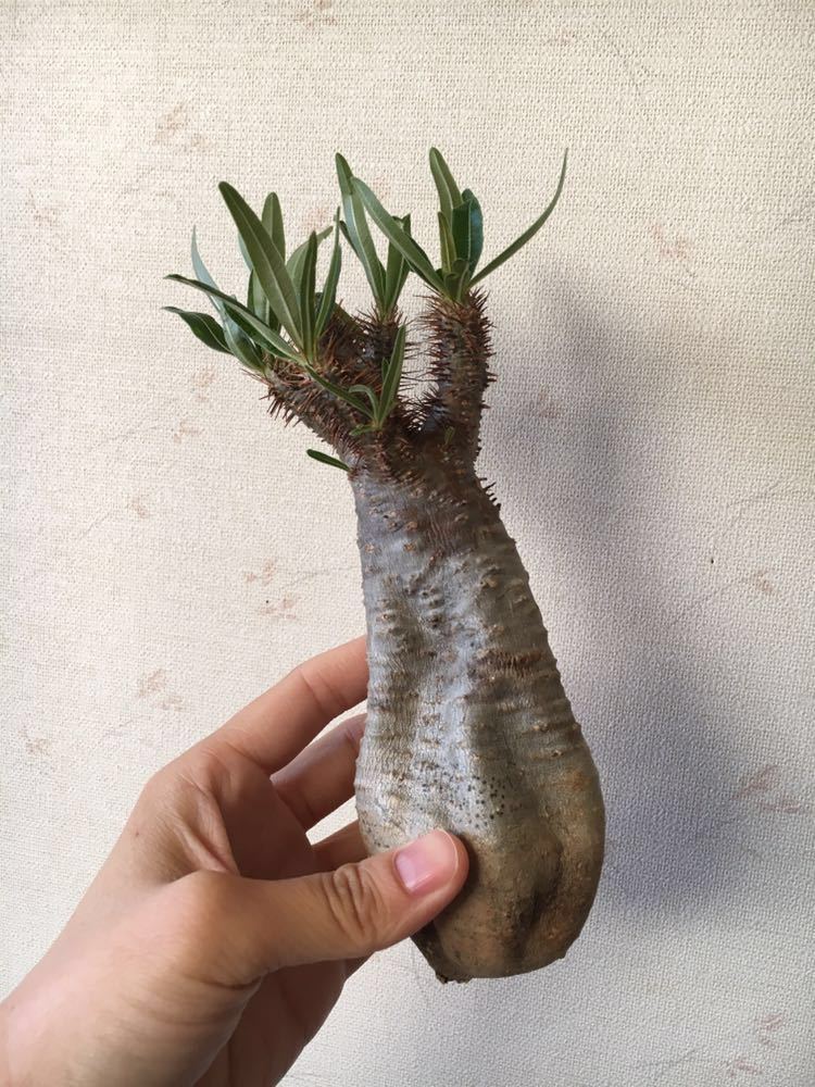 パキポディウム グラキリス 現地球 発根しています。 | 多肉植物を中心