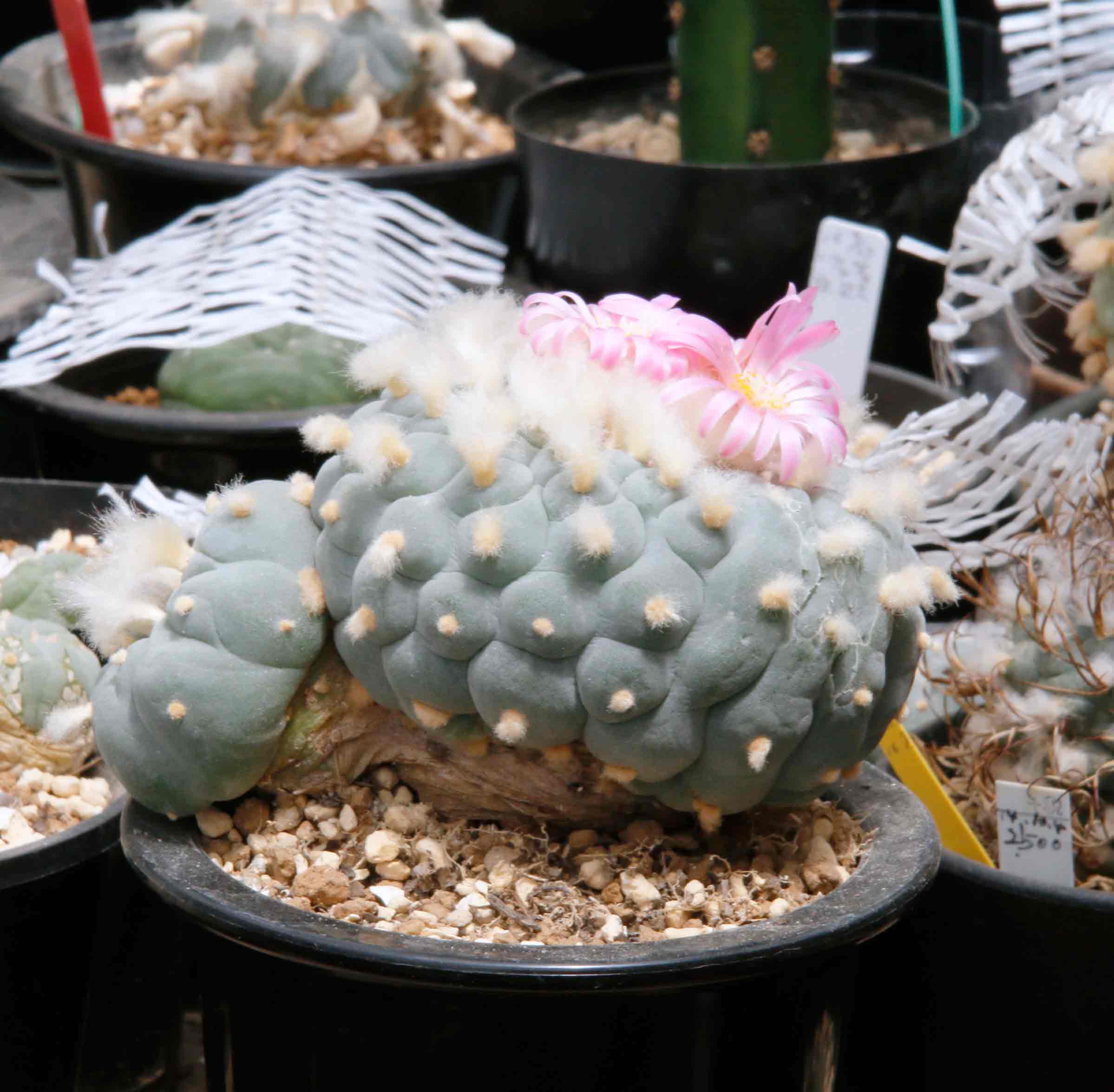 銀冠玉綴化の普通の戻りと良い戻り、銀冠玉錦は親子同時に良い子吹き