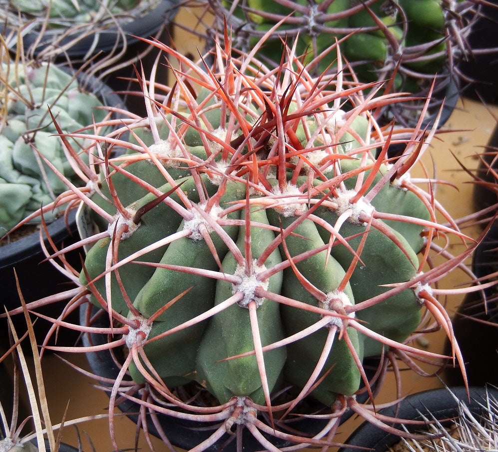 デンモザ・茜丸 | masakatoの植物雑記