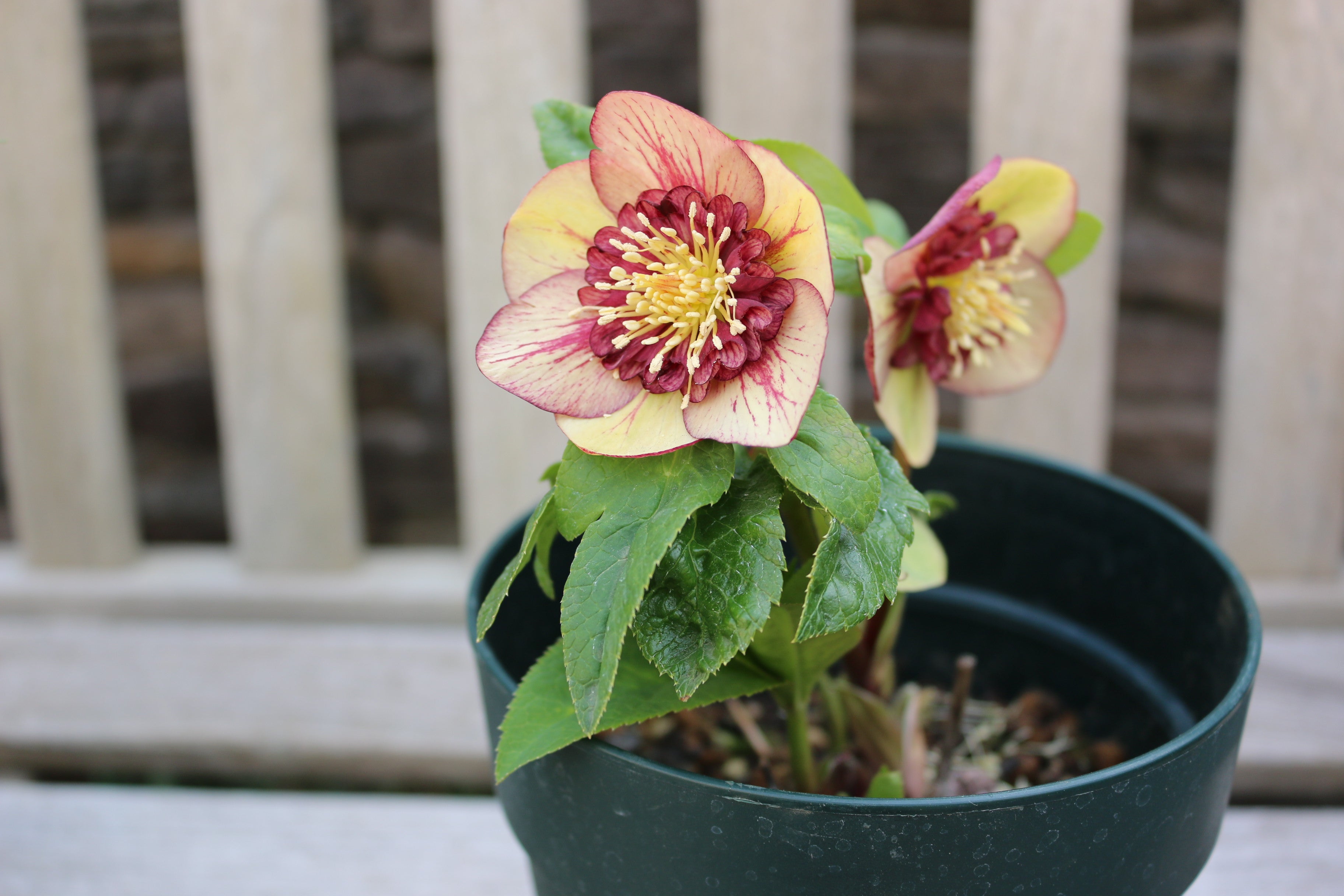 シングル咲きのクリスマスローズなのにセミダブル？ | キヨミの