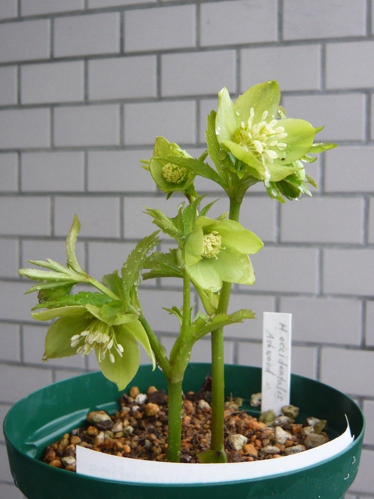 原種クリスマスローズ オキシデンタリス 2020 その1 | ある植物好きの