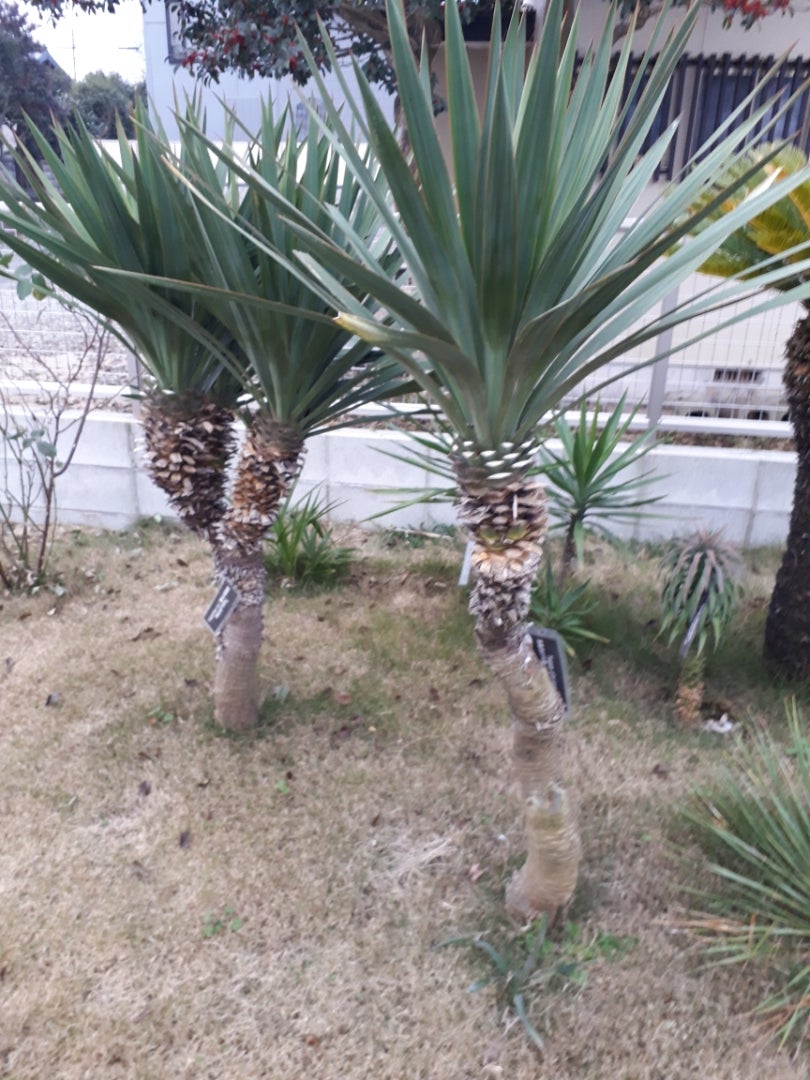 ユッカグロリオサ散り斑‼️‼️‼️‼️ | ドライガーデン&金魚