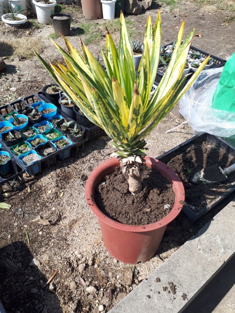 ユッカグロリオサ 散り斑 鉢植え | ドライガーデン&金魚