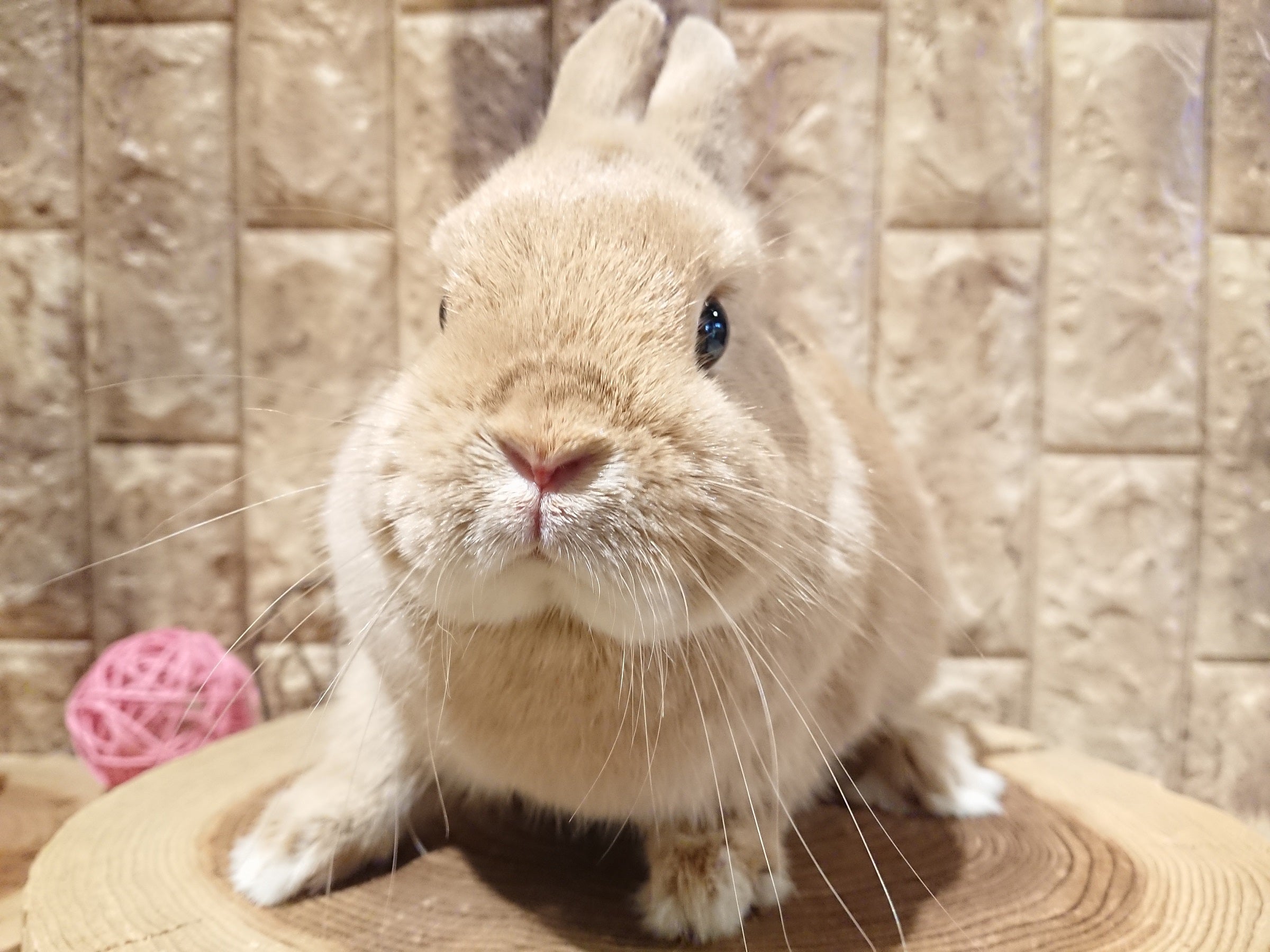 ☆サプライズ！うさぎが来ました☆ | 札幌のうさぎ専門店“mon Lapin”の