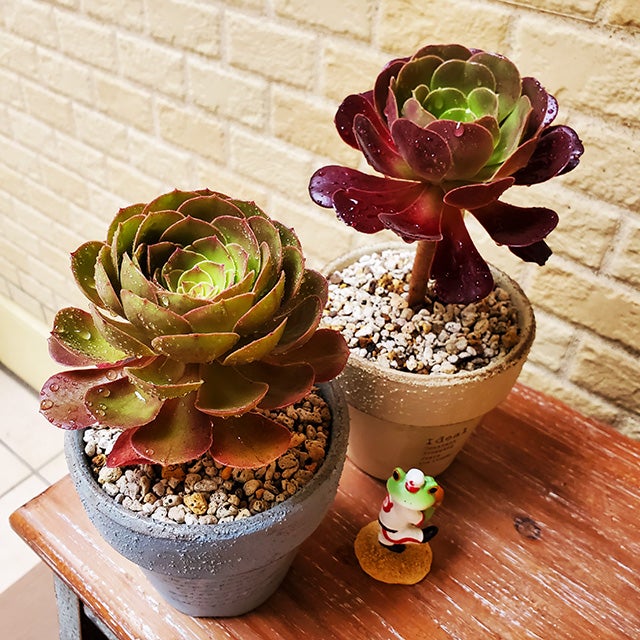 スポッと移動な多肉のお話 | たにろぐ