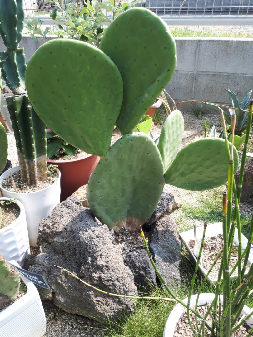 ウチワサボテン | ドライガーデン&金魚