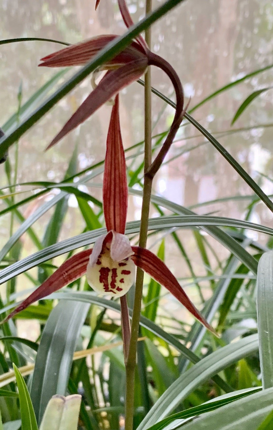 寒蘭 登録銘品・日向の誉花付き 紅