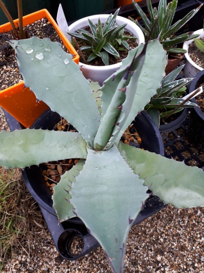 テマカプリネンシス | ドライガーデン&金魚