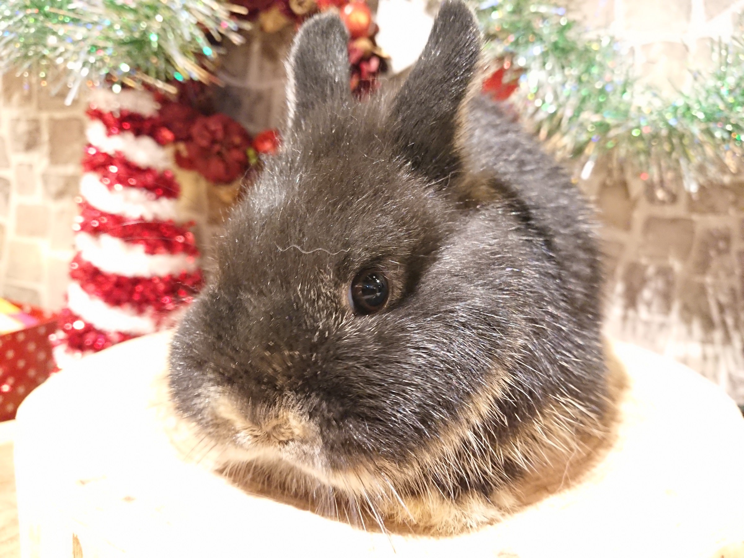 ☆子うさぎちゃんみんな紹介します☆ | 札幌のうさぎ専門店“mon Lapin