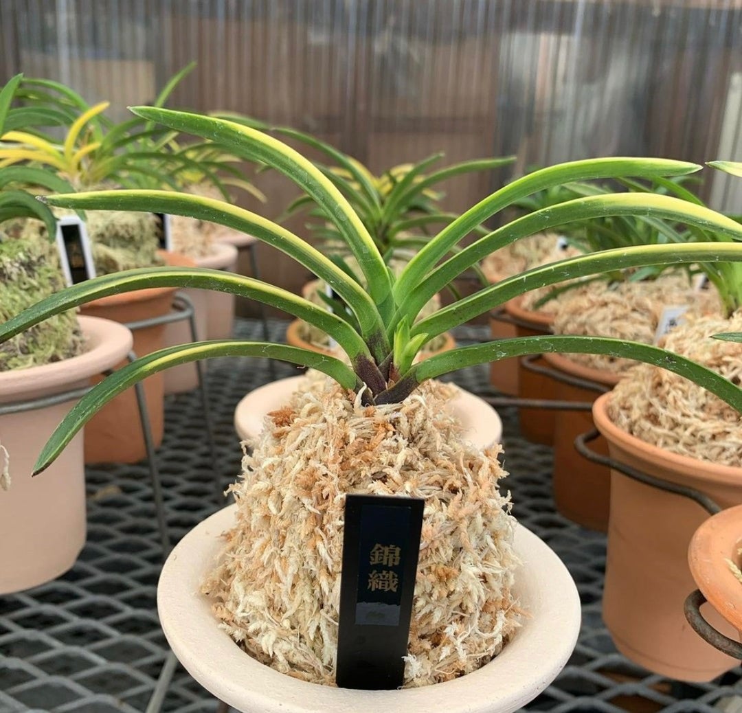 富貴蘭【錦織】 | あいする富貴蘭