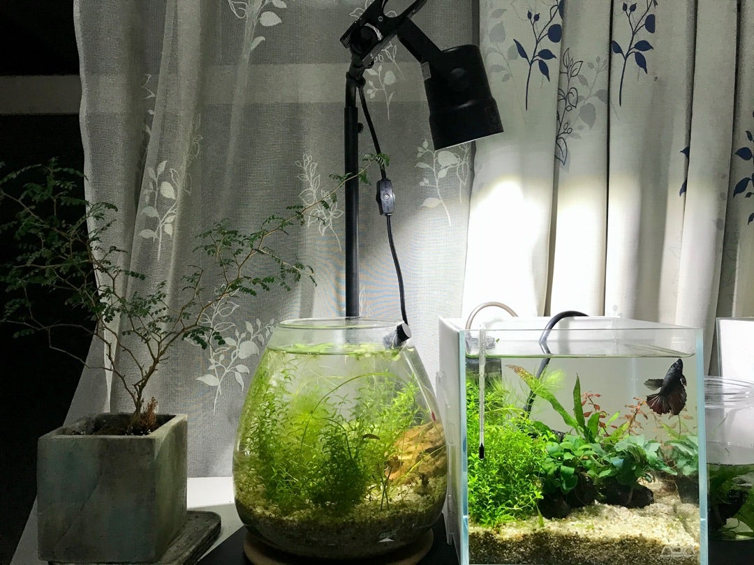 AMATERAS LEDのスタンド | きまぐれブログ（只今アクアにはまり中）