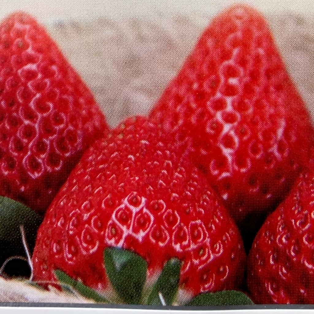 5月にやるべき事。それは、イチゴの種まき！ | Berry&Sun ベリーさんの