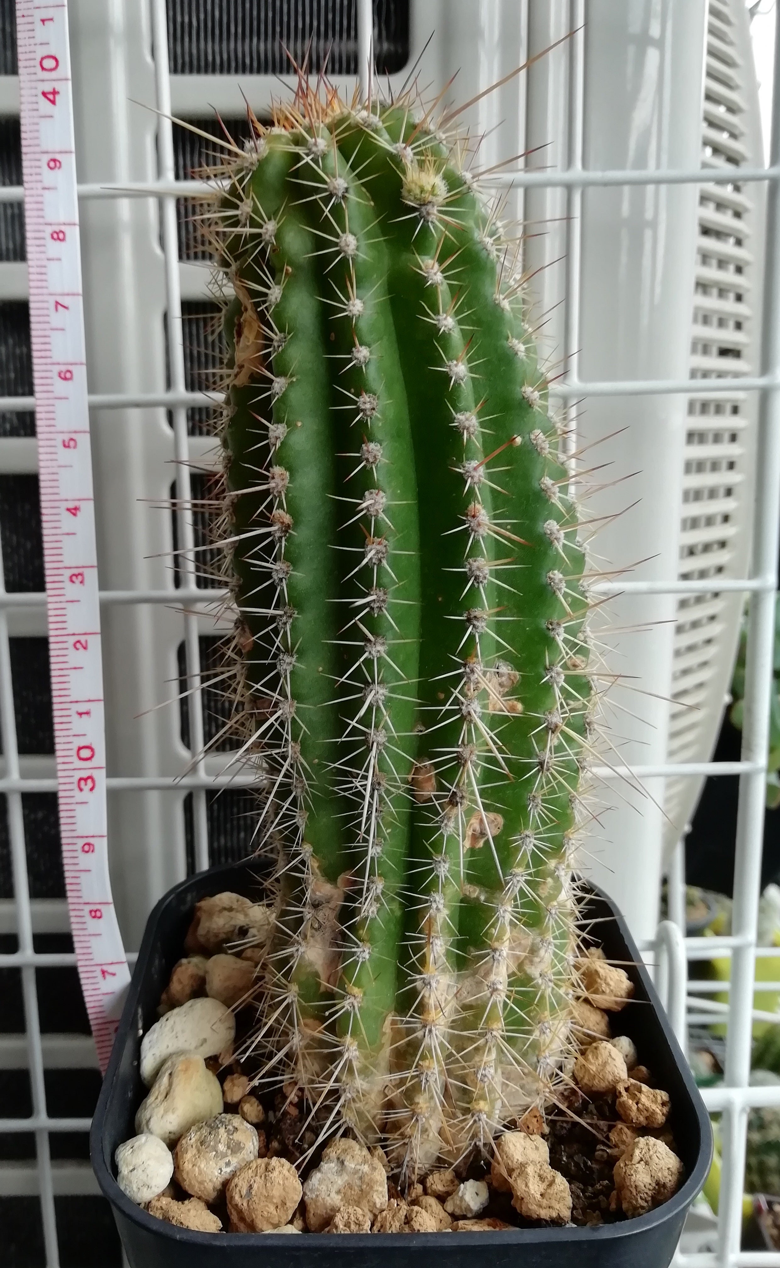 美女丸が咲いたー.ﾟ+.ヽ(o´Д`o)ﾉﾞ.+ﾟ | うちのベランダはサボテンが