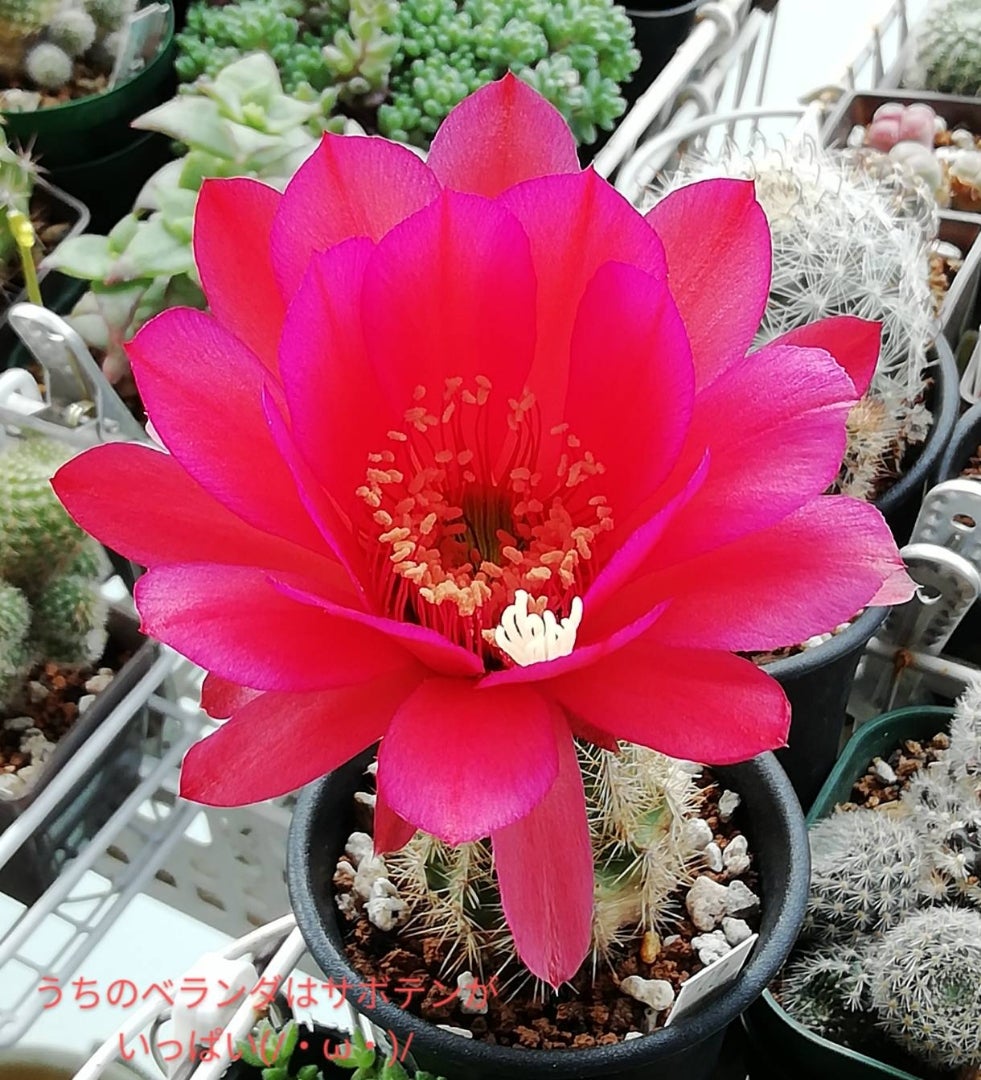 美女丸が咲いたー.ﾟ+.ヽ(o´Д`o)ﾉﾞ.+ﾟ | うちのベランダはサボテンが