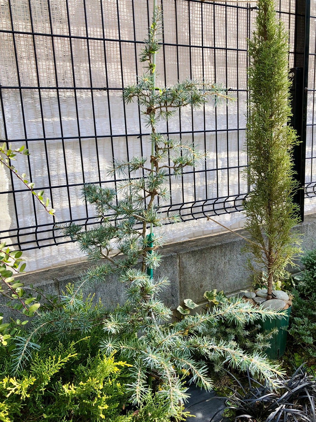 アトラスシーダー「グラウカ・ペンデュラ 」の地植え後2年目の変化