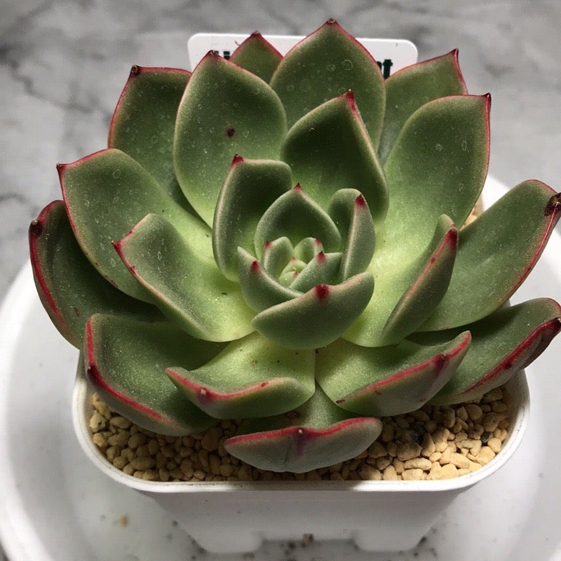 多肉植物】金木犀が香る季節/血飛沫な多肉 | 365日多肉生活