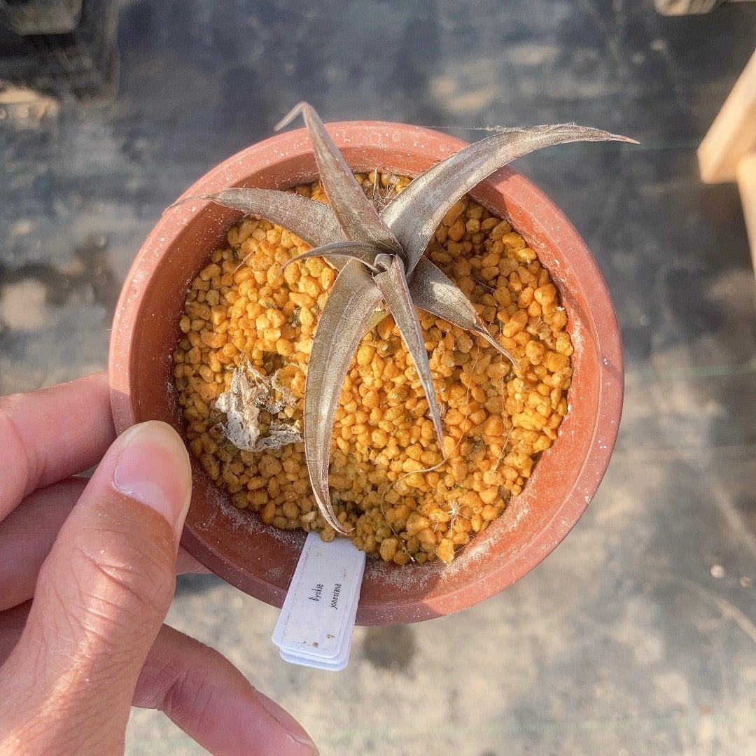 Dyckia jonesiana (ディッキア ジョネシアナ) | ~龍の巣窟~