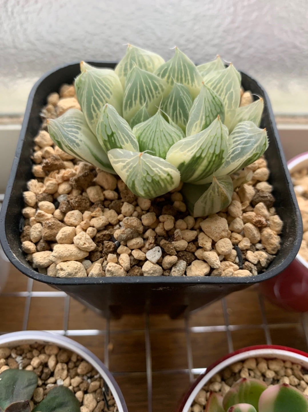 ハオルチア 白蛇伝 （自虐伝）② | 無職インセクトの多肉&アクアリウム