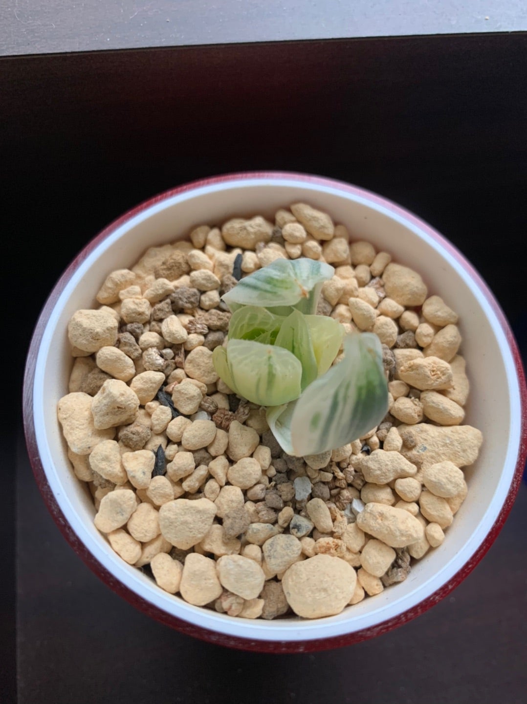 ハオルチア 白蛇伝（自虐伝）③ | 無職インセクトの多肉&アクアリウム