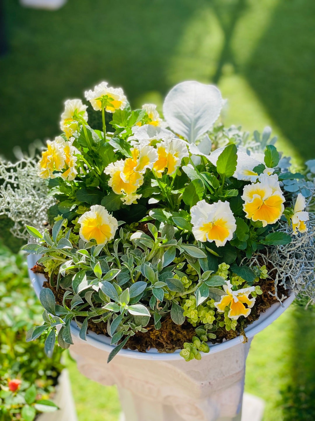 ミルキーウェイの寄せ植え♪＊うえたVSサトウ園芸＊素敵便♡ | ꧁癒し