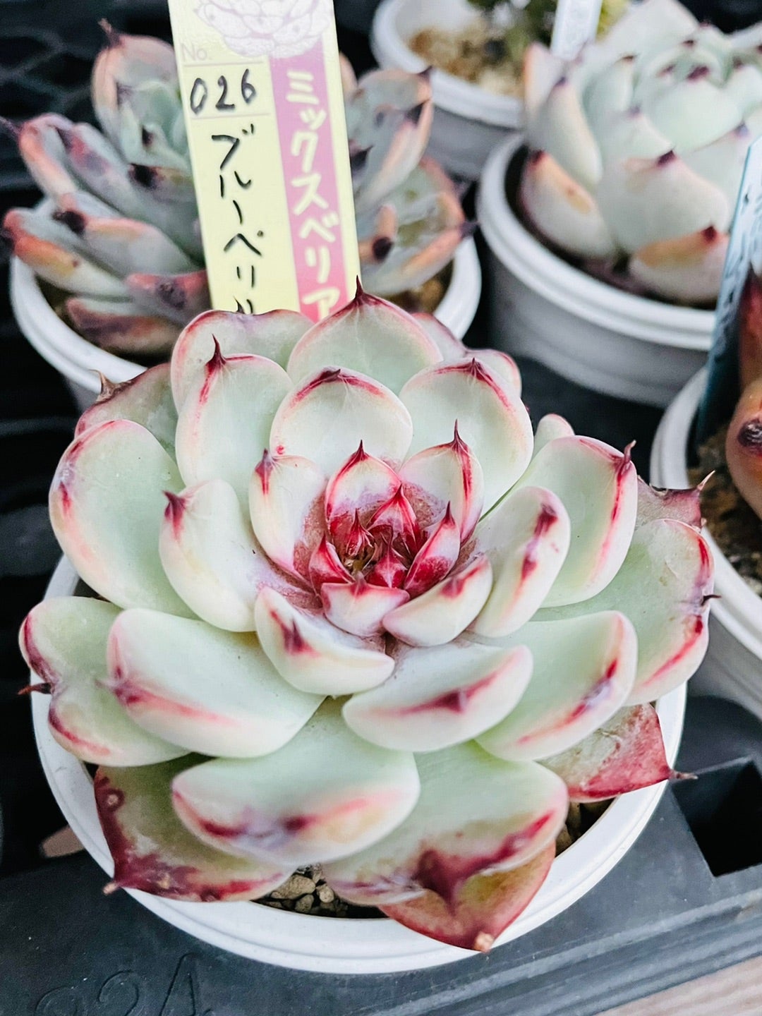 おらいさん苗のミックスベリアと青札(^^)/ | 四十郎の多肉ブログ