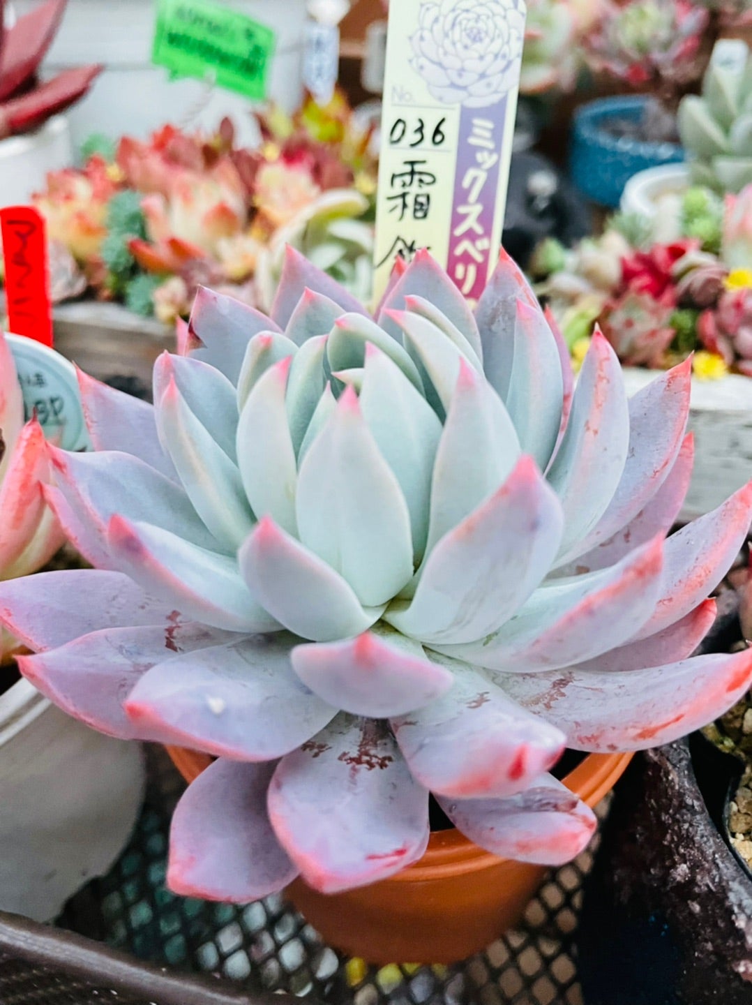 おらいさん苗のミックスベリアと青札(^^)/ | 四十郎の多肉ブログ