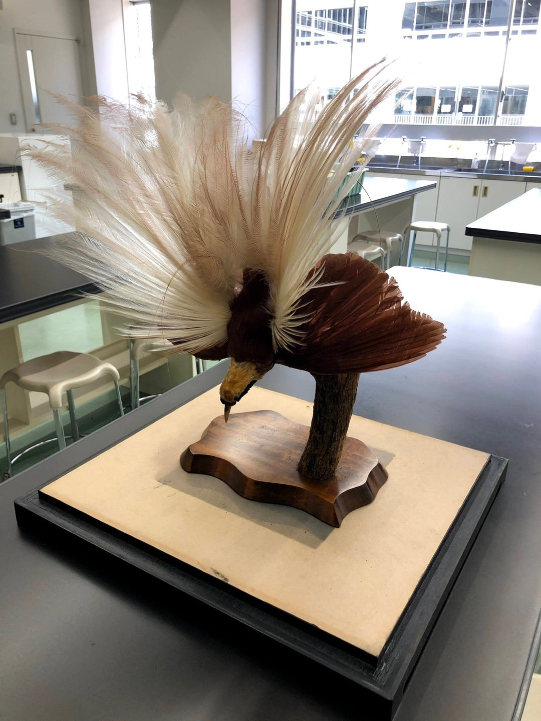 極楽鳥の剥製（はくせい）が出た！ | 『みんなのJIKKA』