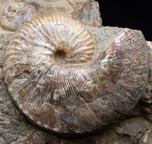 ちょっと変わった異常巻きアンモナイト | 化石ショップ「ふぉっしる