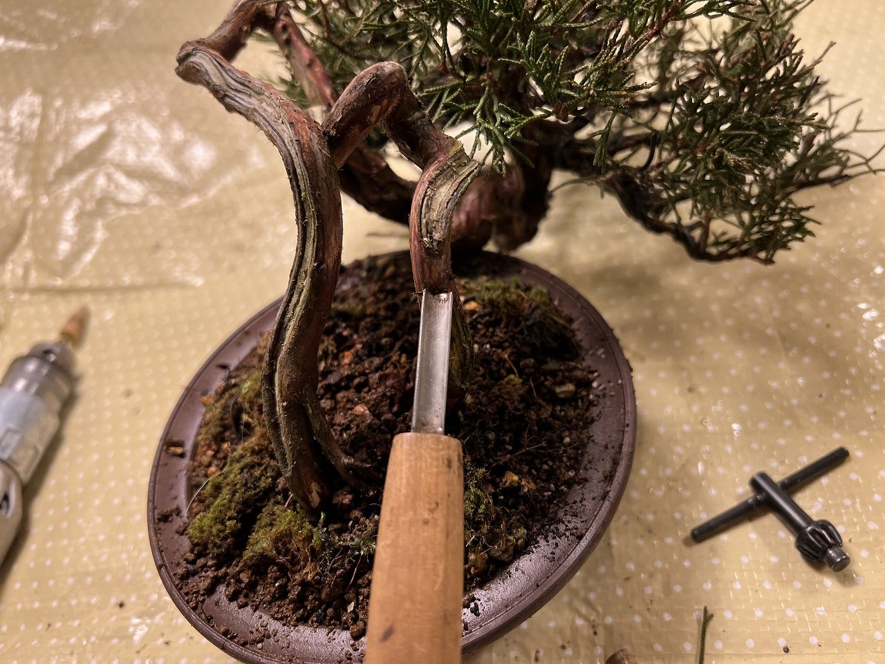 半懸崖の小品真柏の剪定2 | Vintage Bonsai 〜盆栽＆北欧ヴィンテージ〜