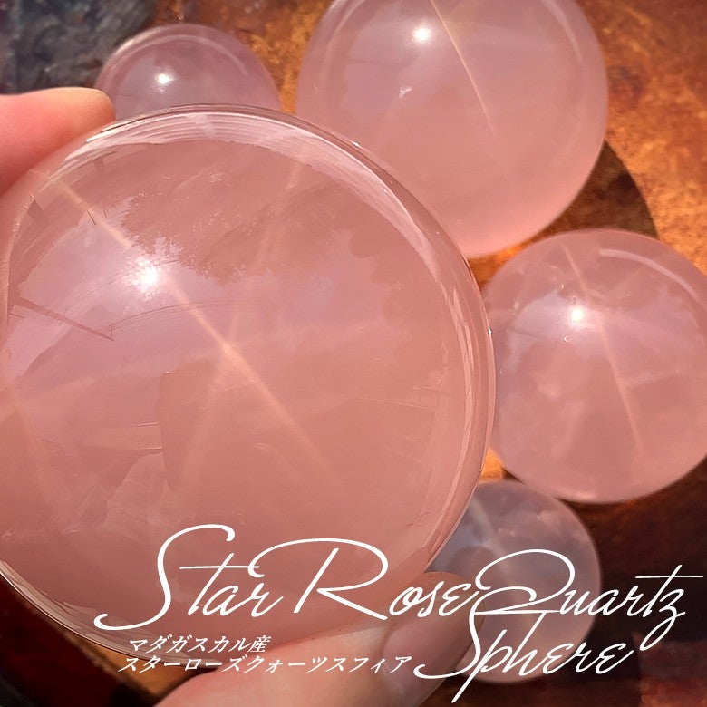 新着情報☆再入荷☆輝く6条スター！マダガスカル産スターローズ